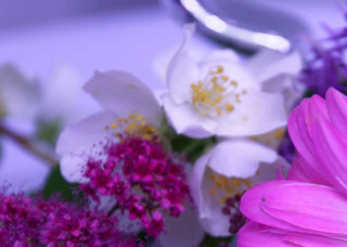 Everything You Need to Know About Jasmine Perfume