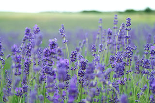 The Bestselling Lavender Perfumes