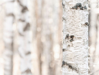Birch perfume: Everything you need to know